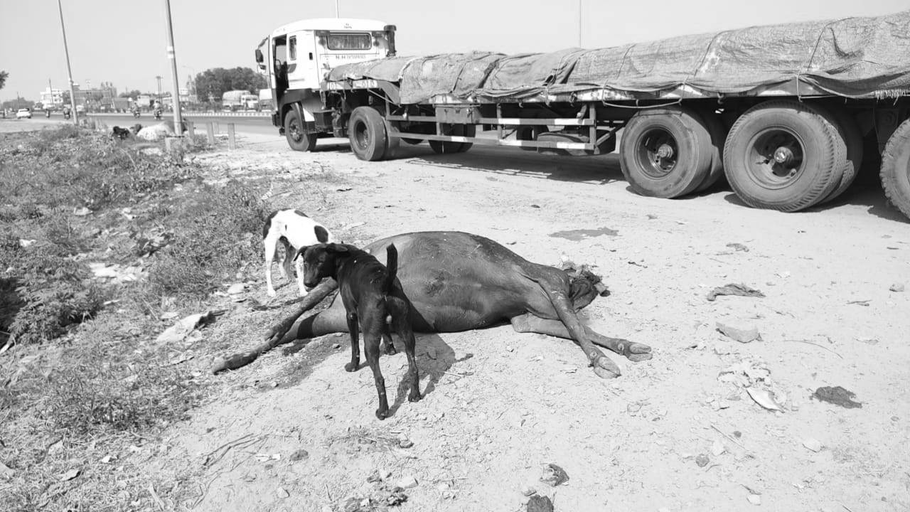 Etawah News: Dogs scratching dead cattle, department unknown