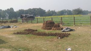 Etawah News: Cow missing in Gaushala, cows wandering on the streets