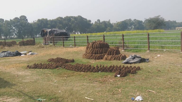 Etawah News: Cow missing in Gaushala, cows wandering on the streets