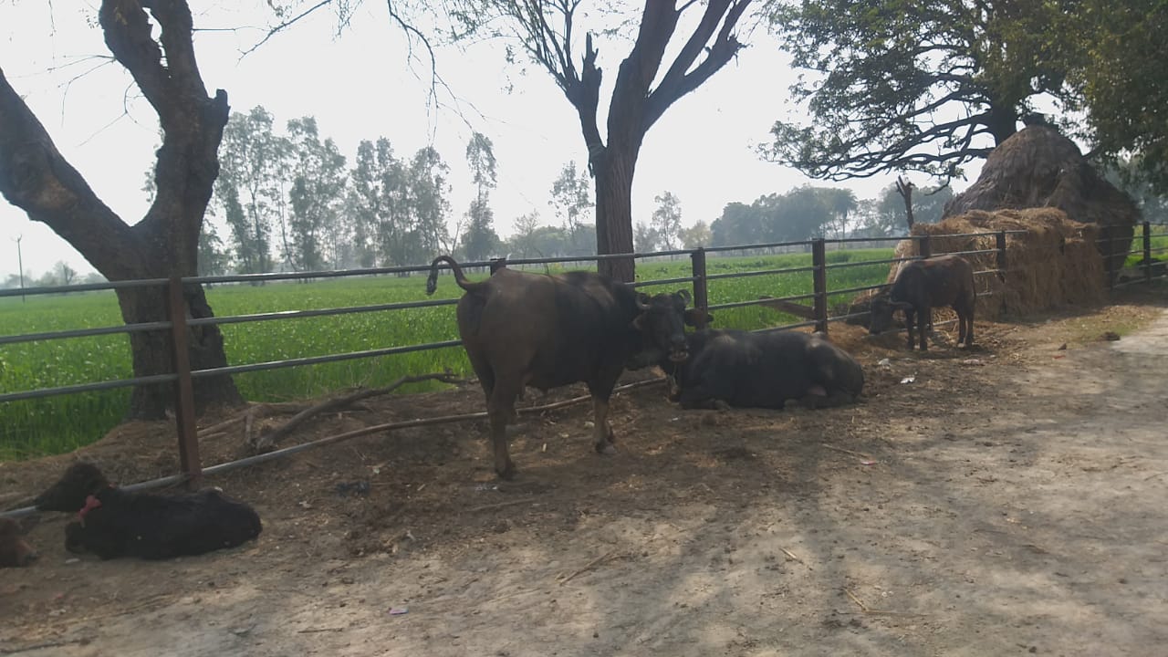 Etawah News: Cow missing in Gaushala, cows wandering on the streets