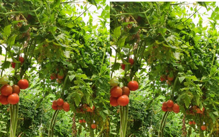 Etawah News: Farmers can earn a lot of profit from organic farming