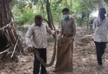 Agra News: भूसे की बुर्जी में निकला विशाल अजगर
