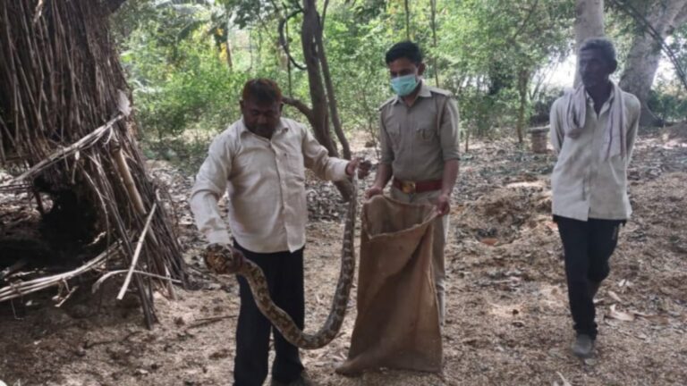 Agra News: भूसे की बुर्जी में निकला विशाल अजगर