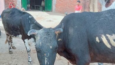 Agra News: अज्ञात कारणों से झोपड़ी में लगी आग में आधा दर्जन से अधिक पशुओ की झुलसकर मौत