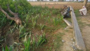 Agra News: आंधी तूफान में टूटे विद्युत खंभे आपूर्ति हुई ठप