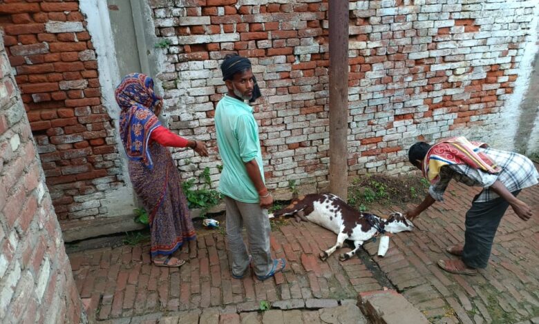 Etawah News: Goat dies due to electric pole