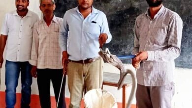 Etawah News: Snake turns out in Inter College, stir among students and parents