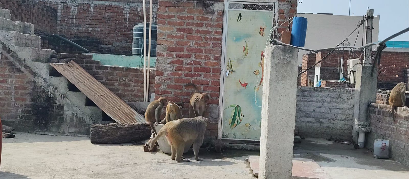 Etawah News: The general public is suffering due to the terror of monkeys