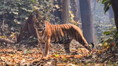 Bihar news आदमखोर बाघ ने मचा रखा है कोहराम 