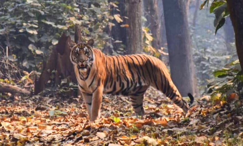 Bihar news आदमखोर बाघ ने मचा रखा है कोहराम 