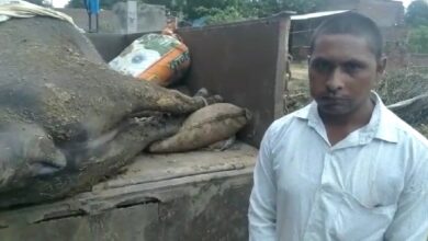 Agra News: सर्पदंश से हुई किसान की भैंस की मौत