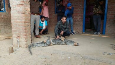 Etawah News: 9 feet long dangerous house entered the house, but the whole night of villagers passed in panic