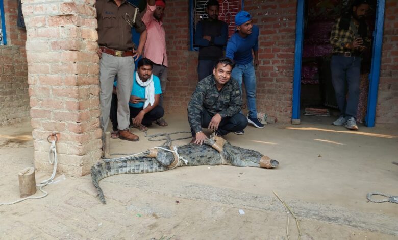 Etawah News: 9 feet long dangerous house entered the house, but the whole night of villagers passed in panic