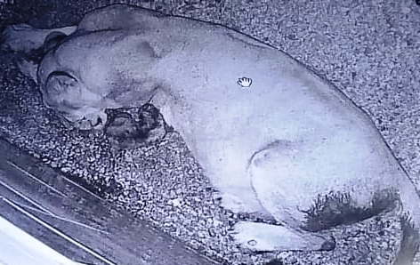 Etawah News: Lioness Jessica's newborn cub dies,