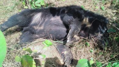 Bihar News गोनौली वन क्षेत्र में भालू की मौत