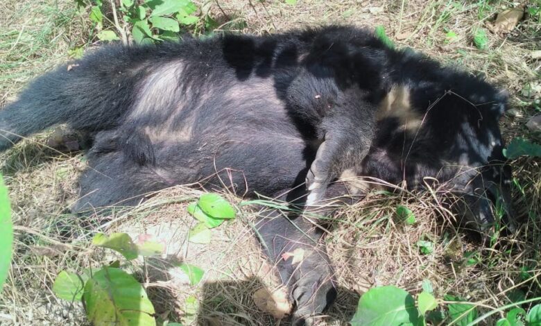Bihar News गोनौली वन क्षेत्र में भालू की मौत