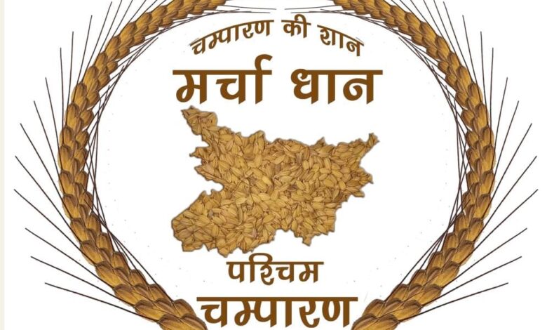 Bihar News जीआई जर्नल में प्रकाशित हुआ मरचा धान का जिओग्राफिकल इंडिकेशन, शीघ्र मिलेगा जीआई टैग