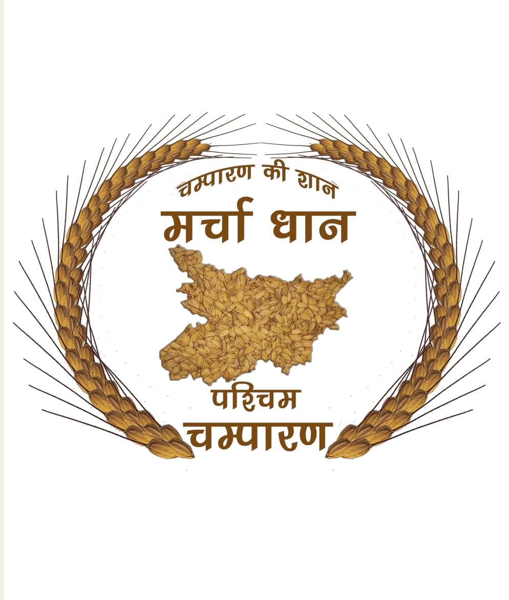 Bihar News जीआई जर्नल में प्रकाशित हुआ मरचा धान का जिओग्राफिकल इंडिकेशन, शीघ्र मिलेगा जीआई टैग