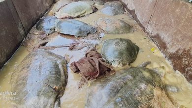 Etawah News: STF recovered total 13 turtles of protected species from poachers