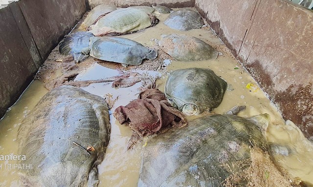 Etawah News: STF recovered total 13 turtles of protected species from poachers