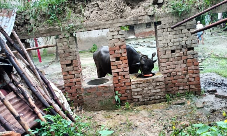 अम्बेडकर नगर न्यूज : बरसात के कारण कच्चा खपरैल मकान गिरा बाल बाल बचे पशु