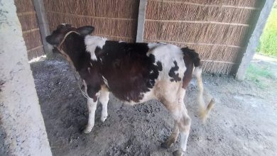 Bihar News-राजापाकर प्रखंड क्षेत्र मे तेजी से फैल रहा है लंपी बिमारियां