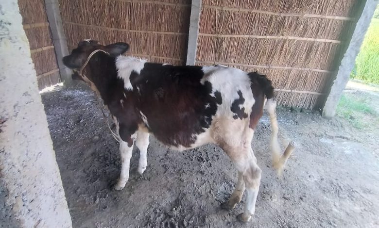 Bihar News-राजापाकर प्रखंड क्षेत्र मे तेजी से फैल रहा है लंपी बिमारियां