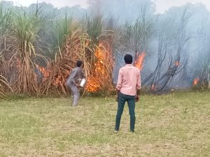 Ambedkar Nagar News One and a half bigha sugarcane crop burnt to ashes due to fire from high tension electric wire.