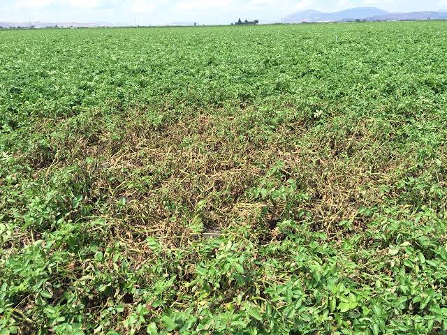 Prayagraj News :आलू की फसल में पिछेता-झुलसा बिमारी के रोकथाम के सम्बन्ध में