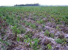 Prayagraj News: Farmers save potatoes from blight in this way