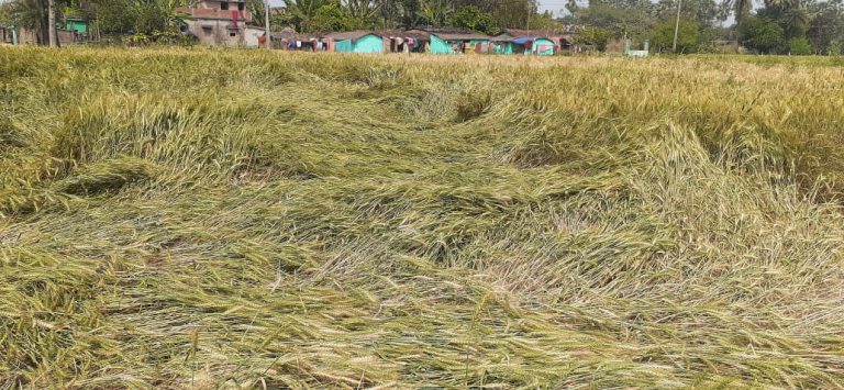 Bihar News-हवा के साथ झमाझम बारिश से गेंहू की फसल हुआ नुकसान