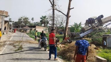 Bihar News- Three electric poles broke down due to a tree falling on them, power supply disrupted