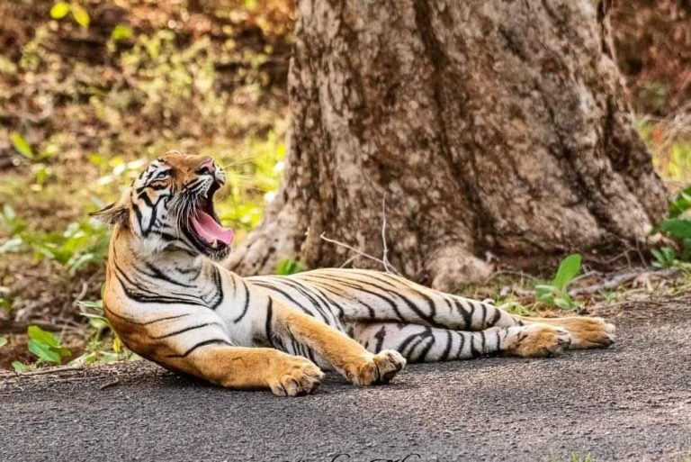 BiharNews Tiger Day celebrated by Valmiki Tiger Reserve