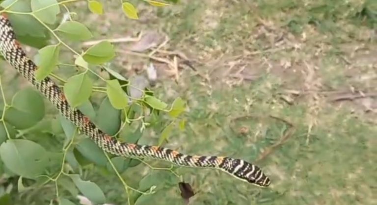 Bihar news बाल्मीकि नगर में तक्षक नाग का हुआ दर्शन, वन विभाग में रेस्क्यू कर छोड़ा जंगल में