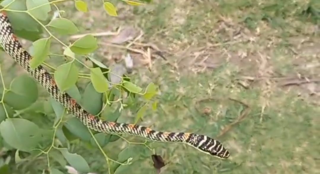 Bihar news बाल्मीकि नगर में तक्षक नाग का हुआ दर्शन, वन विभाग में रेस्क्यू कर छोड़ा जंगल में