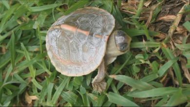 Bihar news Pink turtle of rare species found in Valmiki Nagar, joy among forest workers