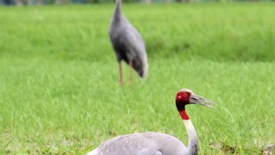 Bihar news Amazing story of strange love, stork birds do not want to live without each other.