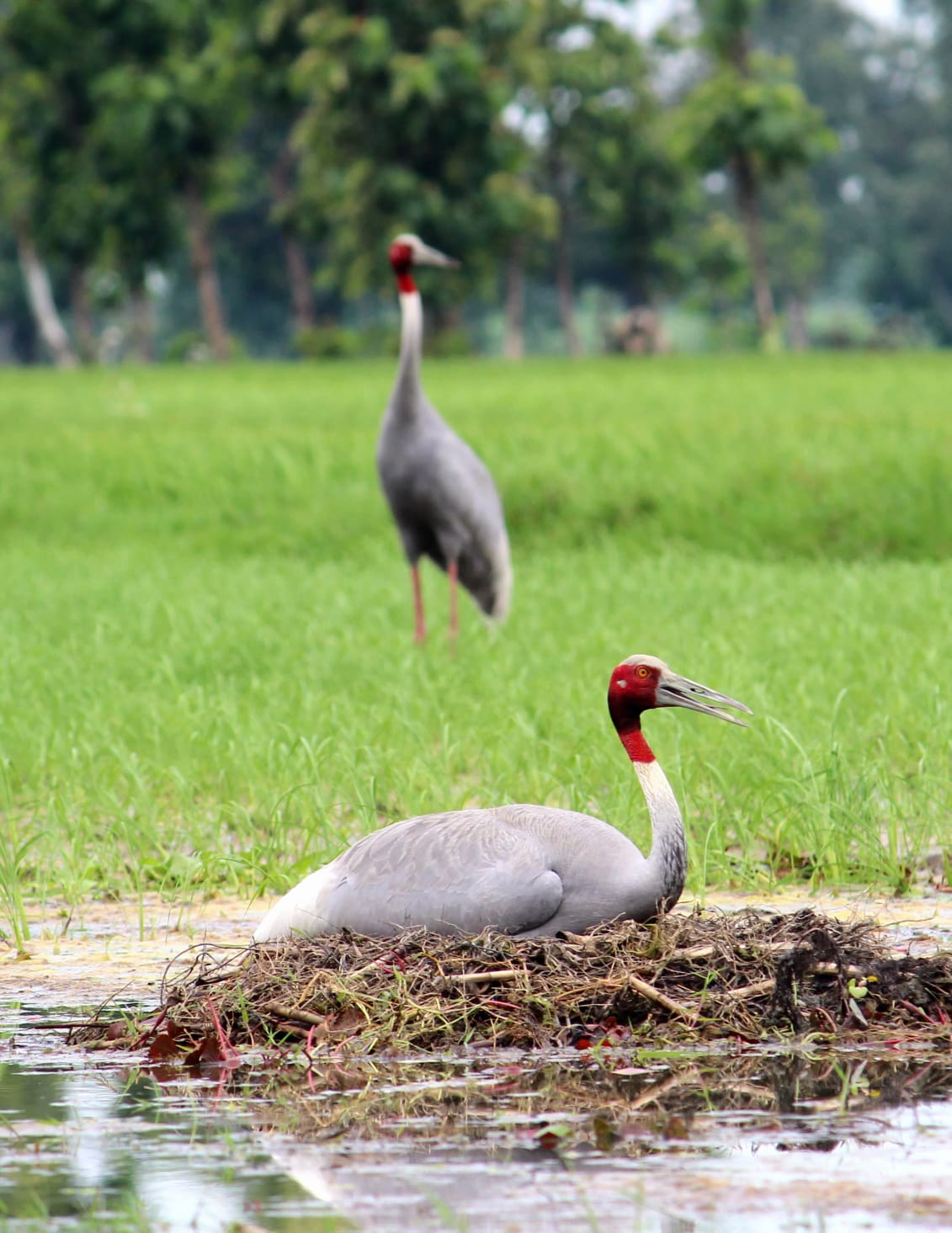 Bihar news Amazing story of strange love, stork birds do not want to live without each other.