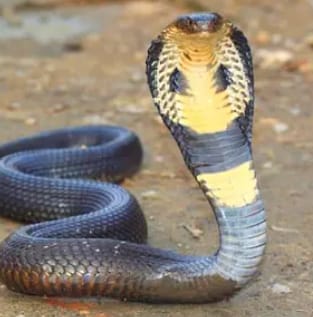 Bihar news Bihar's only Valmiki Tiger Reserve has become a hot spot of snakes.