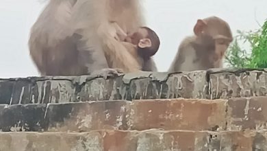 Bihar News-Three wards troubled by monkey terror in Bajitpur, Patepur.