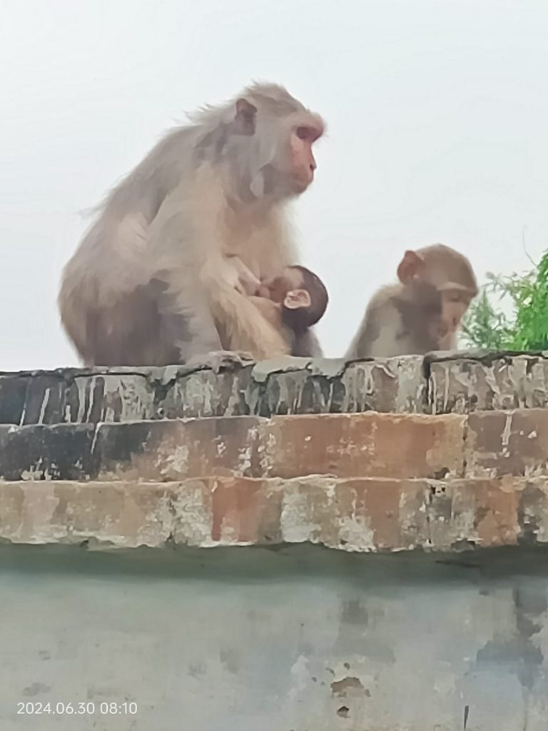 Bihar News-Three wards troubled by monkey terror in Bajitpur, Patepur.