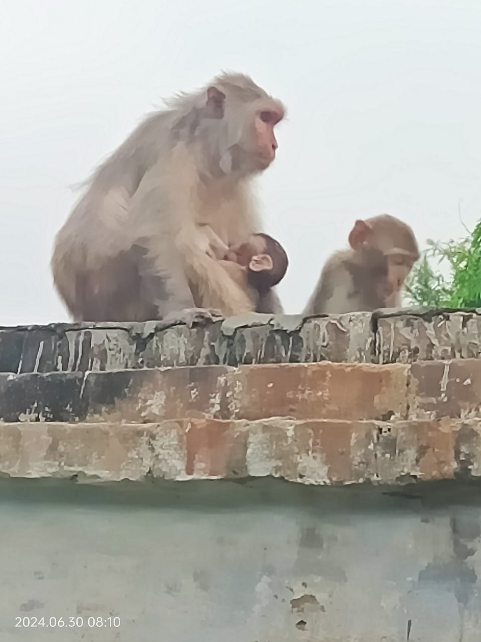Bihar News-Three wards troubled by monkey terror in Bajitpur, Patepur.