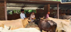 Ambedkar Nagar News: On the occasion of Krishna Janmashtami festival, cow mother was worshipped in the cowshed Karaundi Mishra