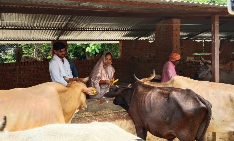 Ambedkar Nagar News: On the occasion of Krishna Janmashtami festival, cow mother was worshipped in the cowshed Karaundi Mishra