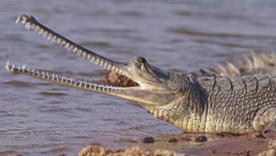 Bihar news Fisherman appeals to ranger due to fear of crocodiles