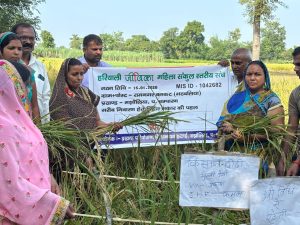 Bihar News- Jeevika didis are benefiting from Sri method of paddy cultivation