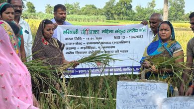 Bihar News- Jeevika didis are benefiting from Sri method of paddy cultivation