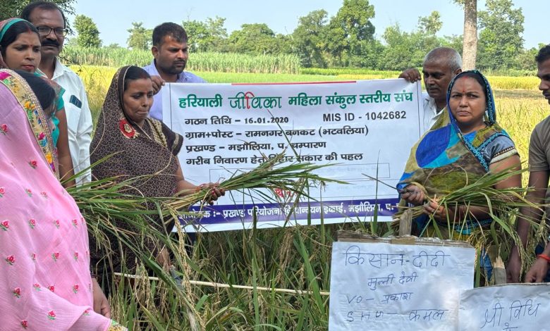 Bihar News- Jeevika didis are benefiting from Sri method of paddy cultivation