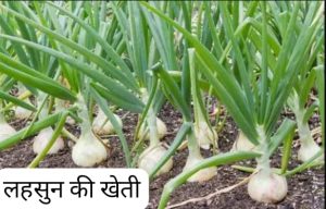Prayagraj News: To encourage garlic cultivation, a special scheme under the Integrated Horticulture Development Mission has been implemented in 45 districts of the state