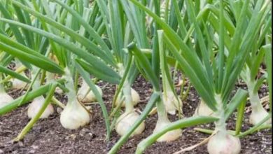 Prayagraj News: Horticulture department will cultivate garlic, farmers will get free seeds  